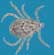 ticks