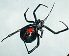 spider