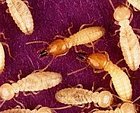 termite