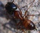 ant