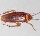 roach